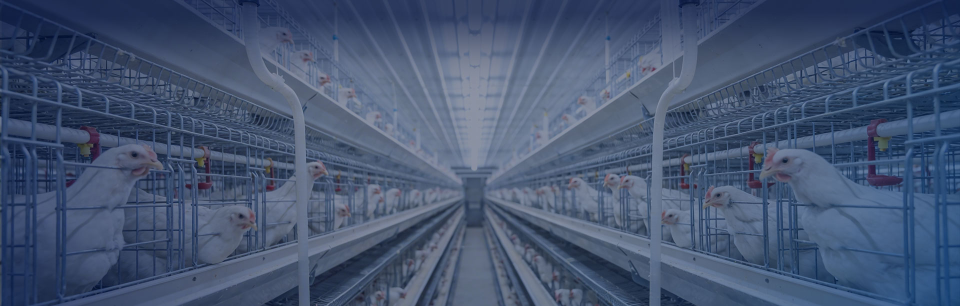 精准噬菌体5S体系