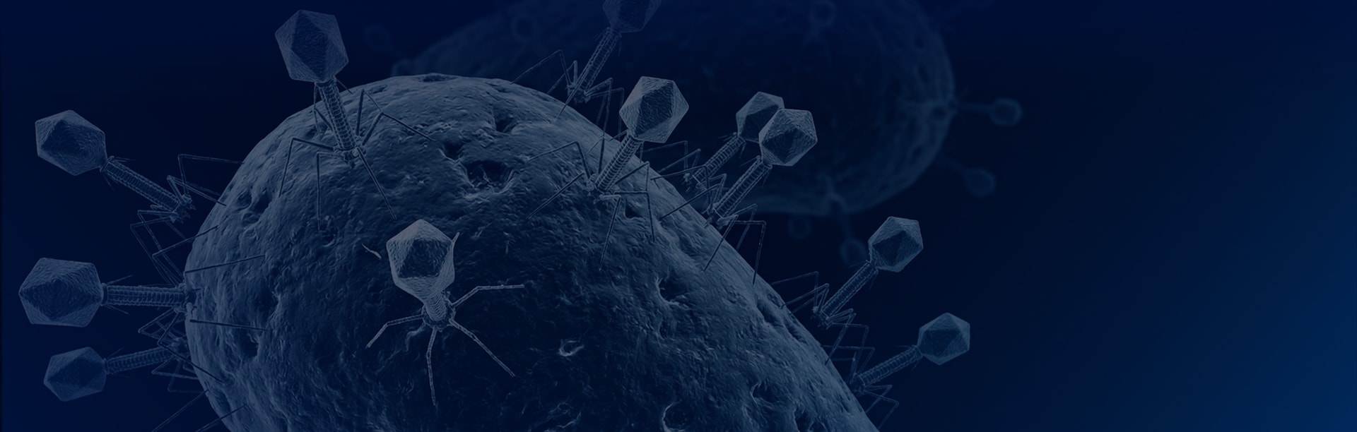 噬菌体定制服务