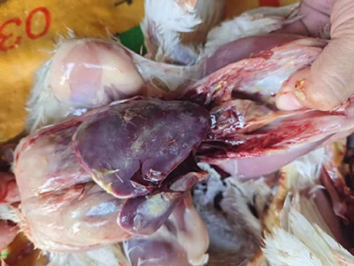 近期疫情逐渐严重，继发感染也明显增多，尤其是鸡源鸭疫的发病尤为明显。大多集中在后期发病，多见于法氏囊炎、传支、流感等病毒病的继发感染。随着气温的变化无常，病毒病多发，鸭疫的防控也要重视起来。 下面就是一例法氏囊炎继发鸭疫的治疗成功案例。 潍坊某客户，笼养大肉食22万，30天。7栋鸡舍。 客户介绍：期中一栋鸡舍发病较重，鸡群从25天开始发病，出蔫鸡，拉稀粪，当时按大肠杆菌治疗配合病毒药，一个疗程后效果不明显，死淘继续增加，然后又用抗体配合的抗生素，用完药依然没见效果，死淘到了200多每天，于是打电话到业务经理，协调公司技术老师现场诊断。 临床症状，大群有轻微呼吸道症状，精神尚可，出瘫鸡和蔫鸡，有的关节肿大，有的拉白色稀粪。 剖检变化，心包炎，肝周炎，腹膜炎，(心包炎和腹膜炎较重，肝周炎较轻)，，输卵管栓塞，有的关节肿大有脓液，法氏囊萎缩。  初步诊断，根据临床症状和剖检变化以及发病情况，初步诊断为法氏囊炎继发鸭疫。 治疗方案：常噬每瓶10000只鸡，连用三天，常感佳每袋1500斤水，连用四天。由于刚用完抗体，其他药暂时没用。 回访，用完药后，回访厂长，死淘从200多降到了70多个，大群瘫鸡明显减少，连呼吸道也有较轻。其他鸡舍也都选择这个方案用了药。 小结：由于鸭疫大多以继发感染形式出现，在治疗时一定要弄明白原发病并严格控制，继发感染的鸭疫才会有更好的治疗效果。当然也要合理选择用药才行。本案例开始的用药显然是不对症的，后来虽然用了抗体，控制了原发病，但是继发感染依然没有合理的针对性用药，导致效果不理想，调整了常噬和常感佳后，才有了明显的效果，说明药物的选择还是比较正确的，效果才会更突出。