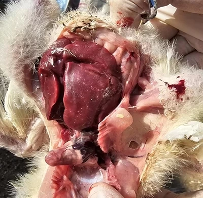 12日龄心脏结节明显、肝脏坏死点