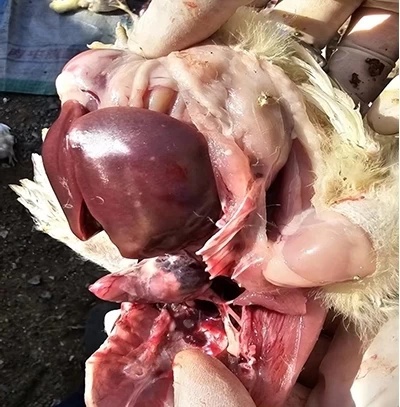 12日龄心脏结节明显、肝脏坏死点