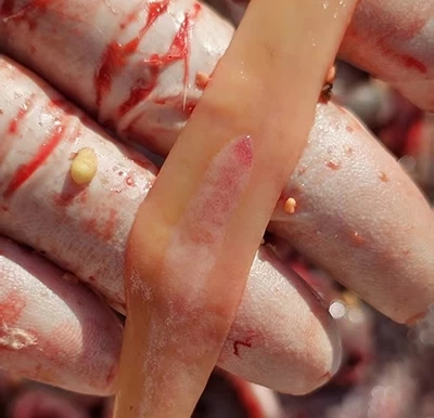 12日龄心脏结节明显、肝脏坏死点