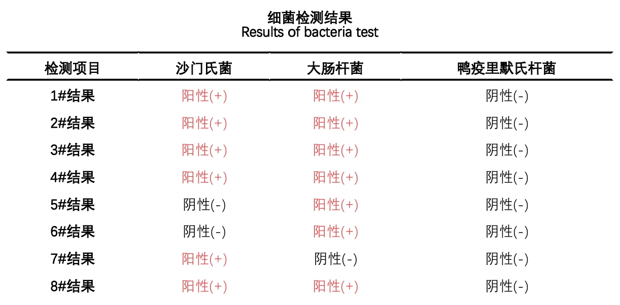 润达常噬用于蛋鸡细菌性疾病混合感染防控成功案例