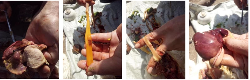 常噬配合多福成功案例